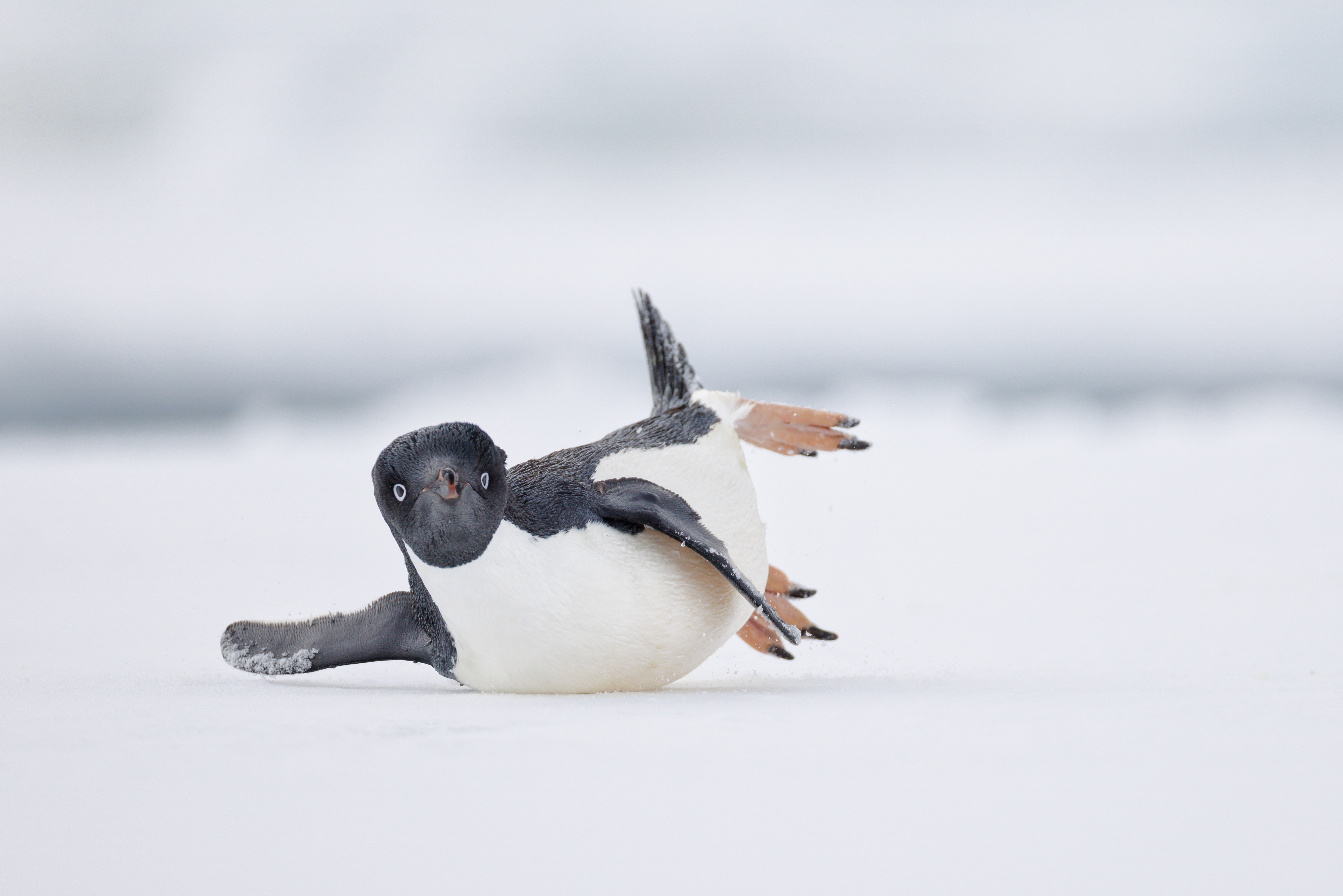 The Bird Photographer of the Year