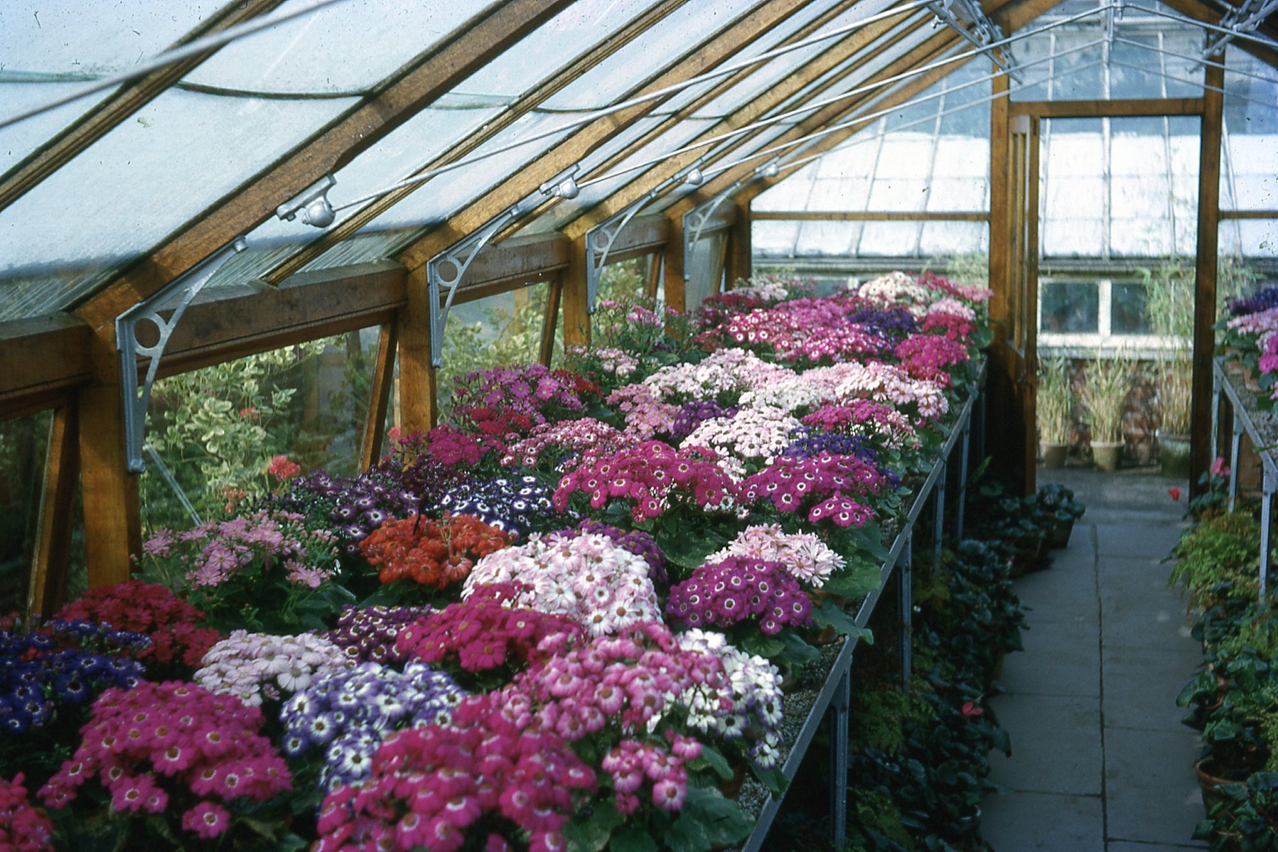 Astley Park Greenhouses 1960's